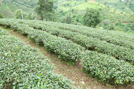 茶葉種植 源遠(yuǎn)流長(zhǎng)的人文與地理背景